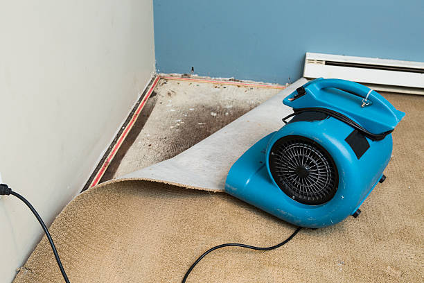 Best Water damage cleanup near me  in Wilder, ID